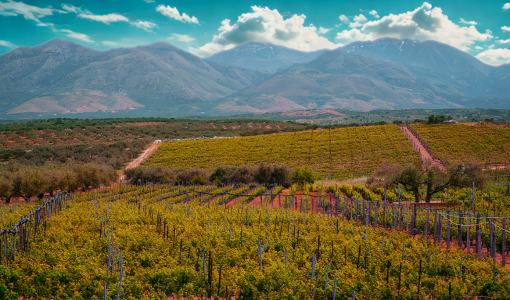 Il concetto di territorio nel vino: perché il luogo cambia tutto